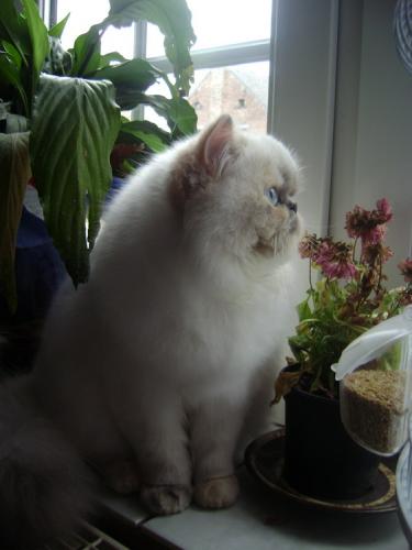 ma chancounette