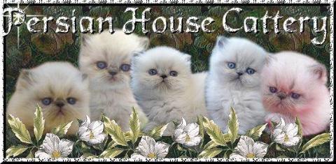cattery persian housse